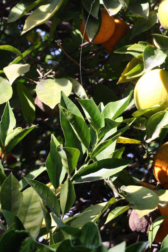              Sun leaves (Riverside, CA)       
